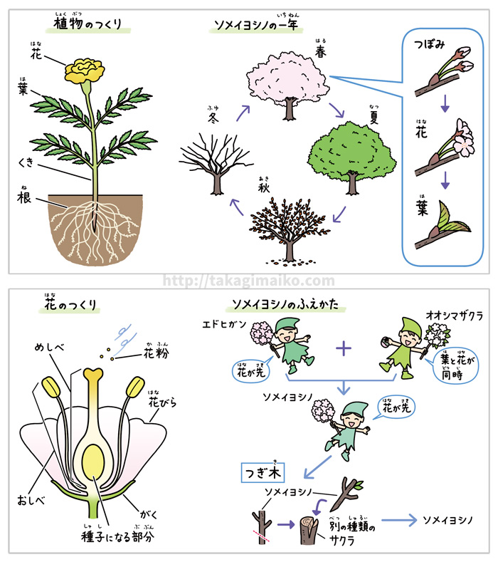 理科の解説イラスト 桜 ソメイヨシノ お仕事イラスト イラストレーター貴木まいこ