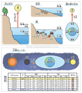 理科の解説イラスト(潮の満ち引き)(お仕事イラスト) | イラストレーター貴木まいこ