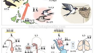 理科の解説イラスト、渡り鳥・ツバメ・消化管・呼吸器官のイラスト（朝日小学生新聞 2019年5月18日付け）